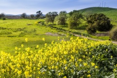 2019 03 31 Lime Ridge Wildflowers